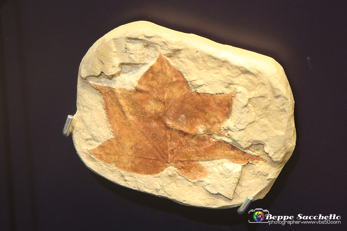 VBS_9181 - Museo Paleontologico - Asti.jpg